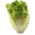 Baby Lettuce Royalty Free Stock Photo