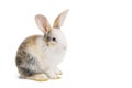 Baby light brown and white spotted rabbit with long ears sitting isolated on white background with clipping path