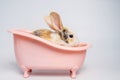Baby light brown and white spotted rabbit with long ears is sitting in a pink bathtub isolated on white background