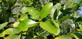 Gardening Series - Bearss Lime Citrus latifolia Yu. Tanaka Tanaka