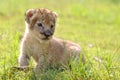 Baby lion