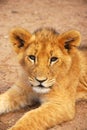 Baby lion Royalty Free Stock Photo