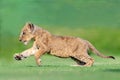 beautiful pictures of lion cub