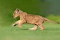 beautiful pictures of lion cub