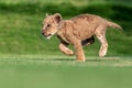 beautiful pictures of lion cub