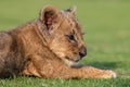 beautiful pictures of lion cub