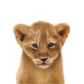 Baby lion cub cute illustrated portrait isolated on a while background Royalty Free Stock Photo