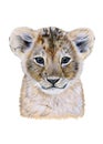 Baby lion drawn in watercolor. Illustration of portrait on a white background Royalty Free Stock Photo