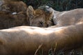 Baby lion drinking milk from lioness mother Royalty Free Stock Photo