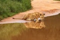 Baby lion drinking at water hole