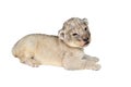 Baby lion isolated