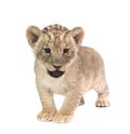 Baby lion isolated on white background Royalty Free Stock Photo