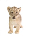 Baby lion isolated on white background Royalty Free Stock Photo