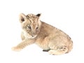 Baby lion isolated on white background Royalty Free Stock Photo