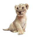 Baby lion isolated on white background Royalty Free Stock Photo