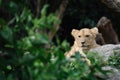 Baby lion laying on the stone at the zoo Royalty Free Stock Photo