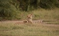 Baby Lion Mimicking Adult Lion Yawning Royalty Free Stock Photo