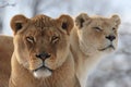 Baby lion with mother