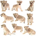 Baby lion (panthera leo) isolated Royalty Free Stock Photo