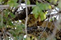 Baby lion resting on a tree in Ruaha National Park, Tanzania Royalty Free Stock Photo