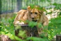 Wild animal. Baby lion Royalty Free Stock Photo