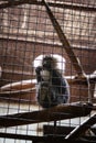 Baby Lion-tailed macaque looks sadly and watches what is happening in front of him. Macaca silenus holds a lattice with its paws.