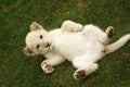 Baby lion white Royalty Free Stock Photo