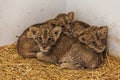 Baby lionesses 1 Royalty Free Stock Photo