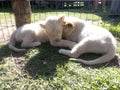 Baby lions Royalty Free Stock Photo