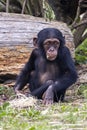 Little baby chimpanzee primate, Pan troglodytes