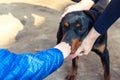 Baby little kid petting young german hunting terrier dog outdoors on bright sunny day. Purebred adorable Jagdterrier puppy with Royalty Free Stock Photo