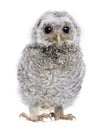 Baby Little Owl - Athene noctua (4 weeks old) Royalty Free Stock Photo