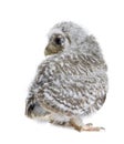 Baby Little Owl in front of a white background Royalty Free Stock Photo