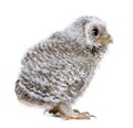 Baby Little Owl in front of a white background