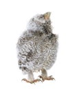 Baby Little Owl, 4 weeks old, Athene noctua Royalty Free Stock Photo
