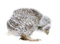 Baby Little Owl, 4 weeks old, Athene noctua Royalty Free Stock Photo