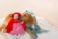 Baby Little Red Riding Hood with wolf dog as grandma Royalty Free Stock Photo