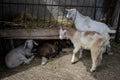 Baby lambs and goats lying on the hay and eating in a farm, agriculture, baby livestock animals, cute animal Royalty Free Stock Photo