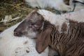 Baby sheep, white and brown lambs lying on the hay in a farm, agriculture, rural scene, cute livestock animals - close-up Royalty Free Stock Photo