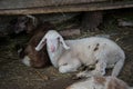 Baby sheep, white and brown lambs lying on the hay in a farm, agriculture, rural scene, cute livestock animals - close-up Royalty Free Stock Photo