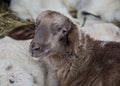 Baby sheep, white and brown lambs lying on the hay in a farm, agriculture, rural scene, cute livestock animals - close-up Royalty Free Stock Photo