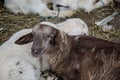 Baby sheep, white and brown lambs lying on the hay in a farm, agriculture, rural scene, cute livestock animals - close-up Royalty Free Stock Photo