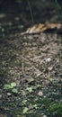 Baby lizard crawling on the ground searching for little insects Royalty Free Stock Photo