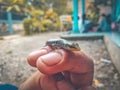 A Baby lizard Royalty Free Stock Photo