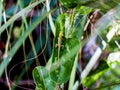 Baby Lizard on a perched on a Green Leaf Royalty Free Stock Photo