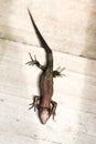 Baby lizard viviparous on the board Royalty Free Stock Photo