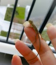 Baby lizard's first view of the world outside Royalty Free Stock Photo