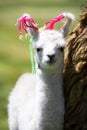 Baby Llama, Bolivia Royalty Free Stock Photo