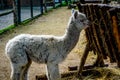 White baby Llama eating hay Royalty Free Stock Photo