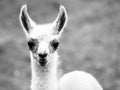 Baby llama portrait. Cute south american mammal